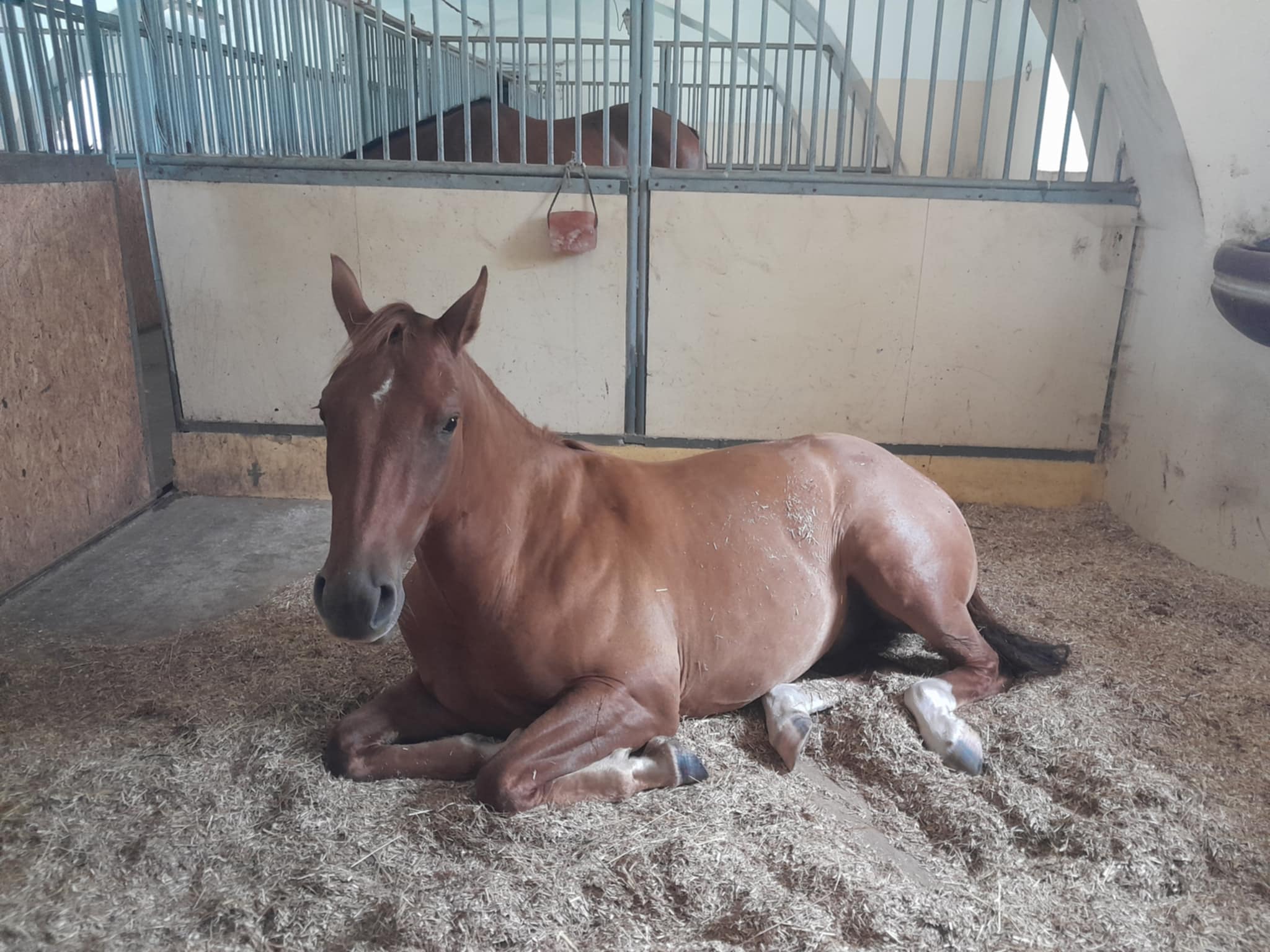 Odpočívající kůň Loki